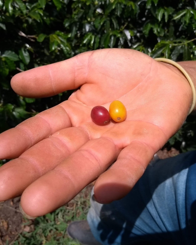 Café : San Bernardo - COLOMBIE